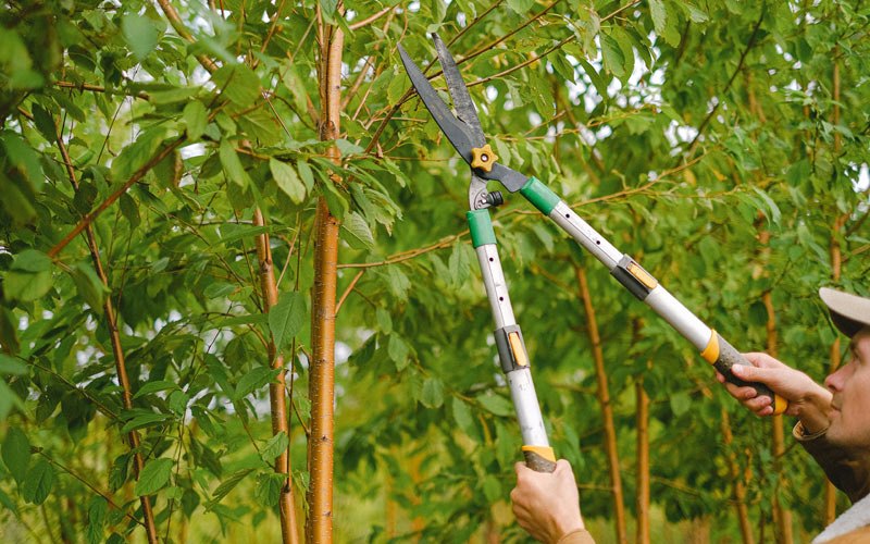 Tree trimming in West Union, IA